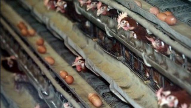 Огнище на нюкасълска болест по птиците на границата в Румъния