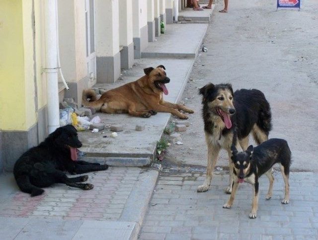 По инициативе ПСРМ в Кишиневе принят новый Регламент по бездомным и домашним животным