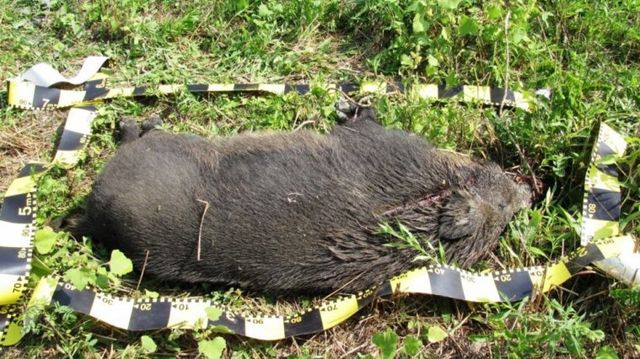 Un focar de pestă porcină africană – depistat în Briceni