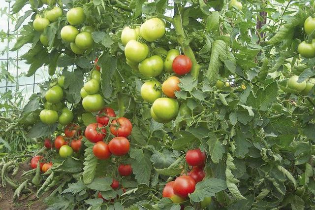 Guvernul a prelungit perioada de valorificare a tomatelor cultivate în spații protejate