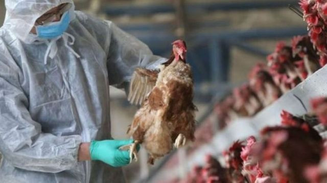ANSP vine cu recomandări pentru deținătorii de păsări, în contextul depistării unor cazuri de gripă aviară la lebede