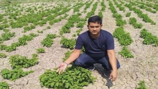 Farmer’s claim of cultivating ‘hop-shoots’ that sell for Rs 1 lakh per kg proves false