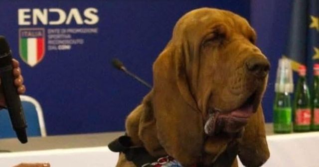 Bruno, il cane eroe ucciso da un boccone con dei chiodi