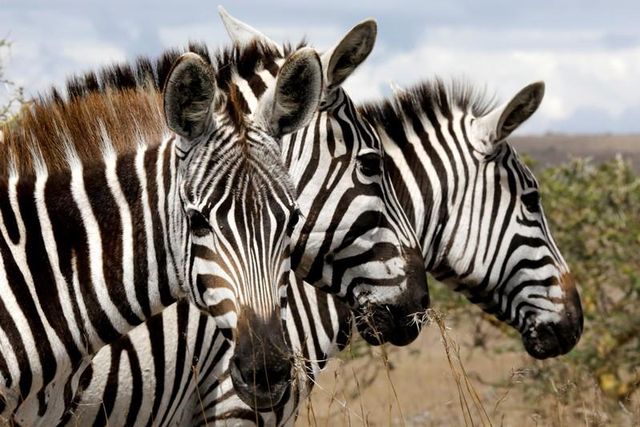 Why do Zebra have stripes? To ward off bloodsucking flies, says new study