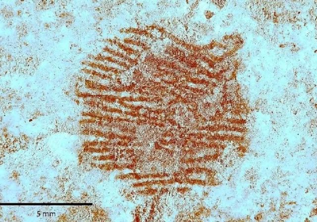 Descubren en Segovia la huella dactilar humana más antigua del mundo