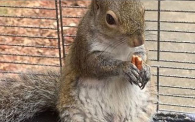 Motivul pentru care un bărbat a drogat o veveriță cu metamfetamină