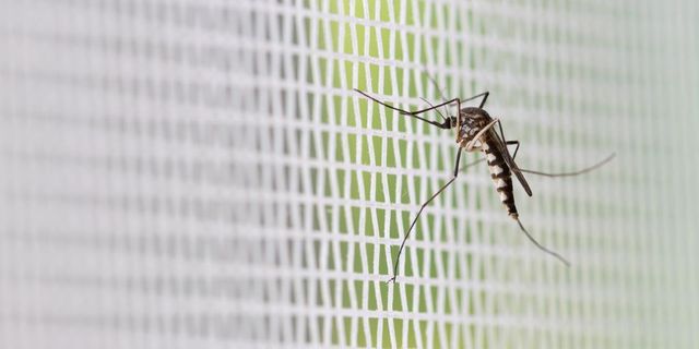 Folytatódik az országos szúnyogirtás