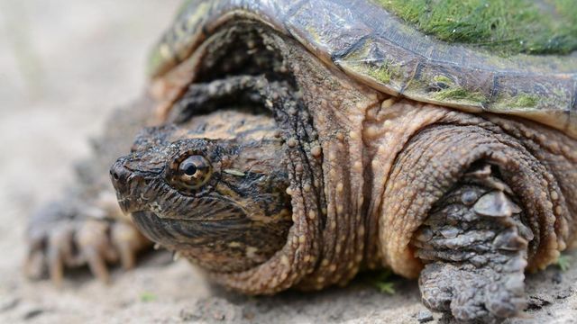Aligátorteknős garázdálkodik Csepelen