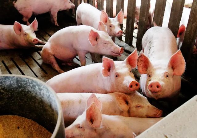 Reino Unido confirma el primer caso de gripe porcina en humanos en el país