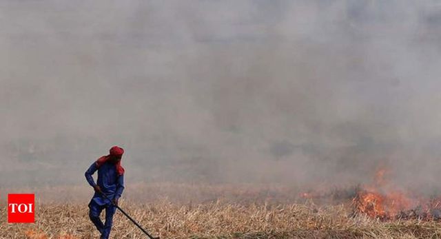 Paddy stubble burning declines 41 % in Punjab, Haryana
