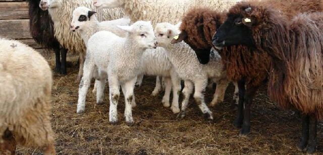 Comisia Europeană somează România să oprească exportul a 70.000 de oi către state arabe