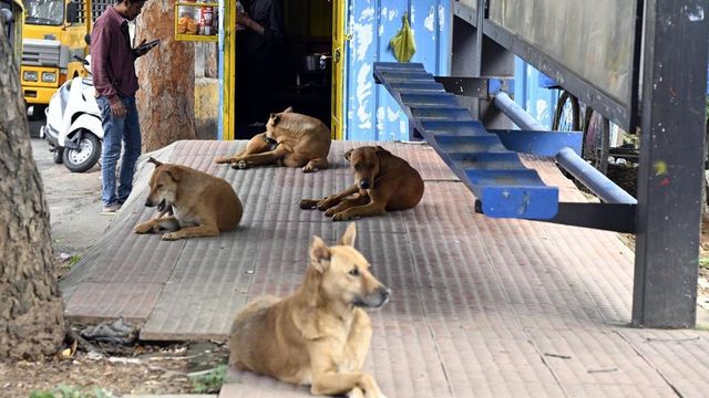 Supreme Court Declines Plea To Exempt Chief Secretaries From Appearing In Stray Dog Menace Case
