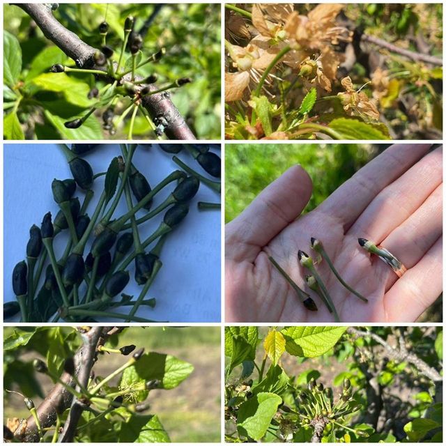 Înghețurile și grindina au compromis recolta de fructe – Fermierii cer ajutor de la Guvern