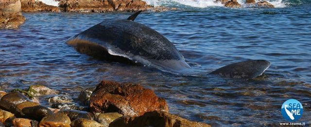 Balena spiaggiata a Porto Cervo, nella pancia aveva 22 chili di plastica