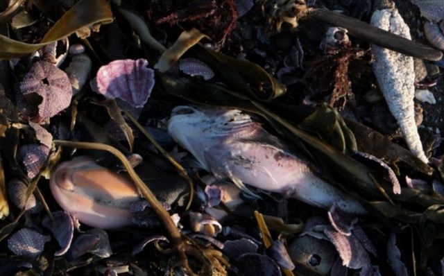 Sute de animale marine au murit din cauza poluării, care ar putea fi legată de exerciții militare în zonă