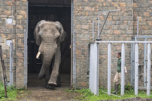 Hazatért Jack, Európa legnagyobb afrikai elefántja