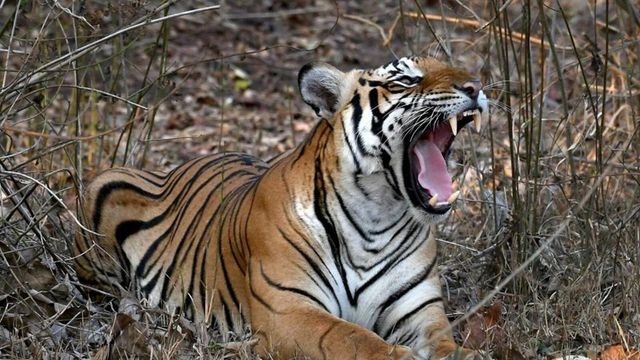 Tigress, four cubs found dead in Karnataka sanctuary, Forest Minister orders probe