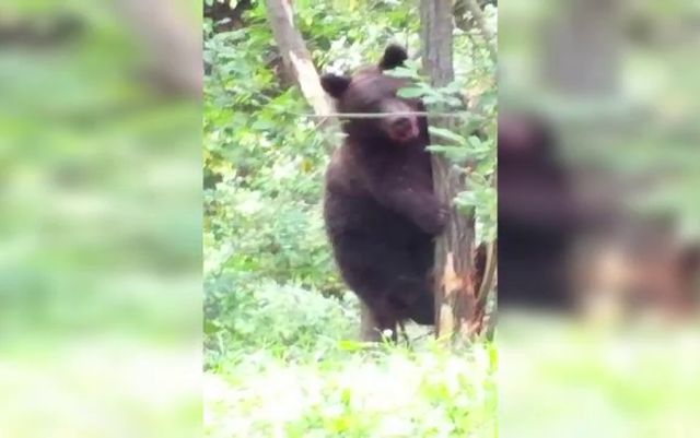 Vânător atacat de urs, preluat de echipajul de terapie intensivă mobilă al SMURD
