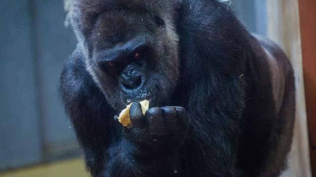 Őssejtterápiával kezelték a budapesti állatkert idős gorilláját - fotó