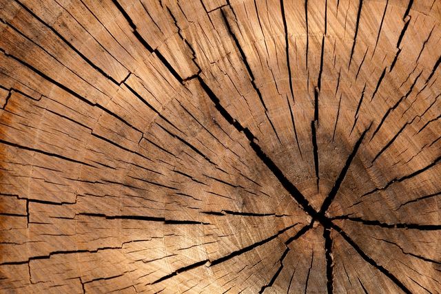 În fiecare an se taie ilegal în România peste 38 milioane de metri cubi de lemn