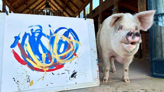 ​Pigcasso, faimosul porc care a vândut tablouri de un milion de dolari, a murit