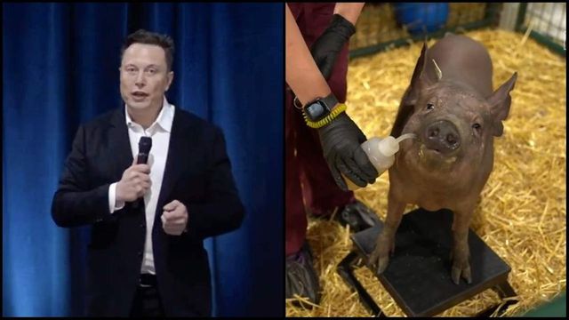 Elon Musk a prezentat cyber-porcul, cu cip implantat în creier