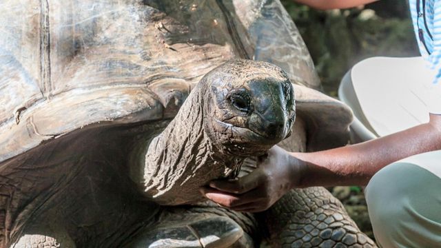 Opt copii și un adult au murit în Zanzibar după ce au mâncat carne de țestoasă