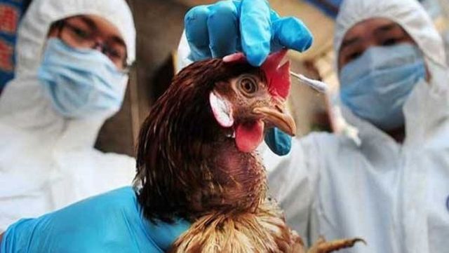 Un nou caz de gripă aviară a fost confirmat în satul Rezina, raionul Ungheni