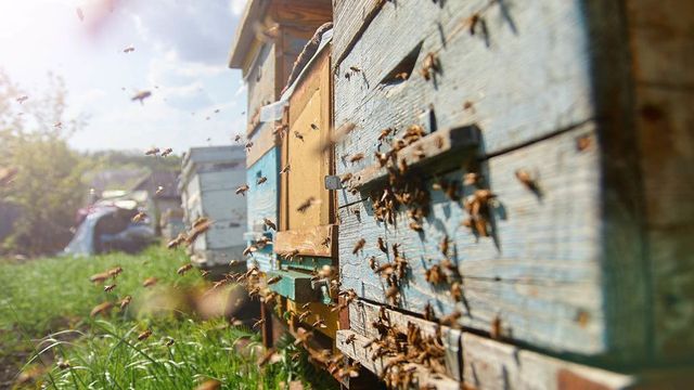 Letošní zimu v Česku nepřežila pětina včelstev