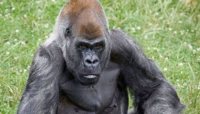 Morto Ozzie, il gorilla maschio più anziano del mondo aveva 61 anni