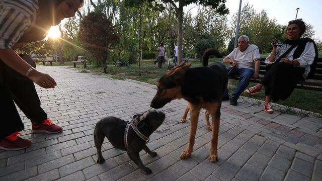 Betiltották a kutyasétáltatást több iráni városban