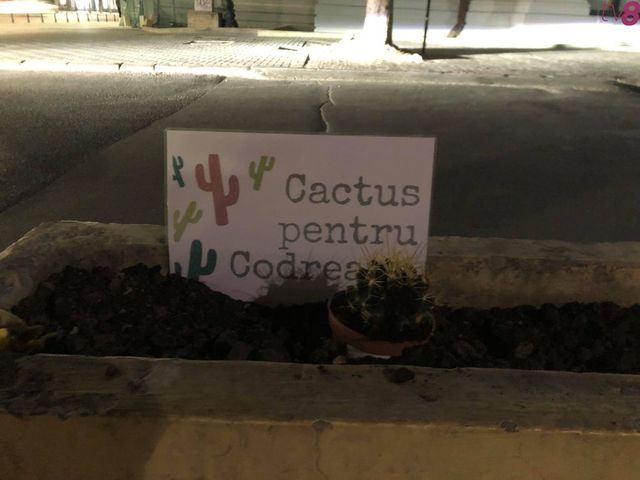 Un cactus a răsărit în fața Primăriei Chișinău