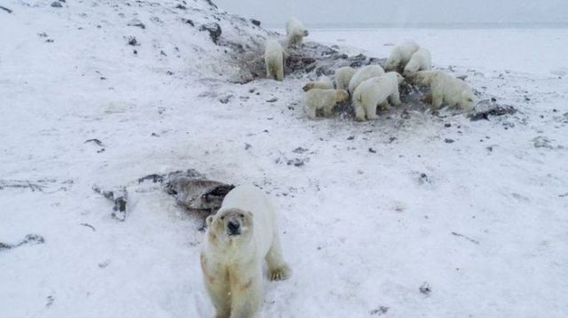 Cotropire de urși polari într-un sat din Rusia