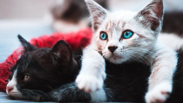 Cats Can Catch Coronavirus, Study Finds, Prompting WHO Investigation