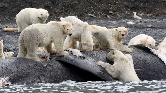 Elárasztották az éhes jegesmedvék a város környékét