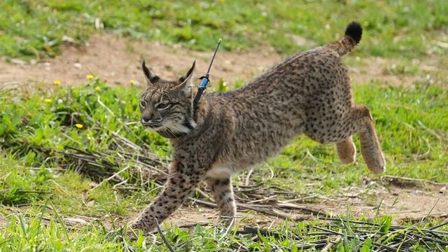 La población de lince ibérico asciende hasta los 254 ejemplares en Extremadura en 2024
