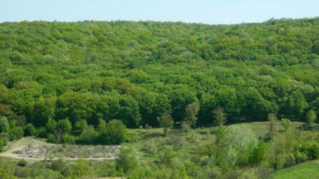 În Moldova a început stropitul pădurilor contra dăunătorilor
