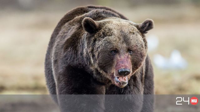 Két medvetámadás történt Romániában