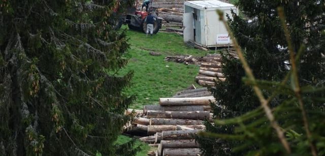 Trei organizații de mediu au depus o plângere la Comisia Europeană împotriva României, pentru distrugerea pădurilor