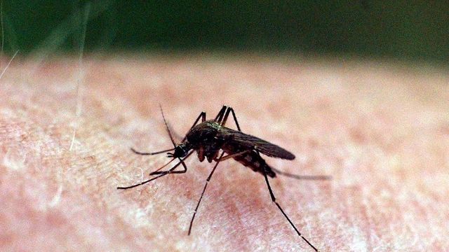 Vízparti térségekben folytatódik a szúnyogirtás