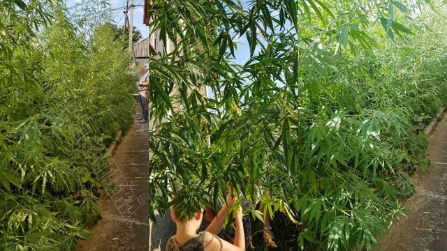 Plante de cânepă de 2 metri – depistate într-o gospodărie din Vulcănești