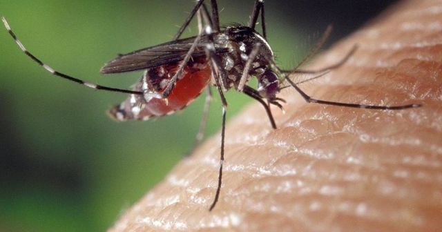 90 ezer hektáron folytatódik a szúnyogirtás