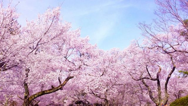 Un oraș din Japonia va oferi Republicii Moldova 100 pomi de cireși japonezi