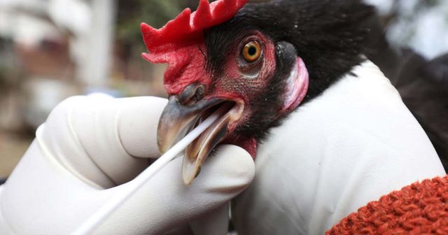Újabb megyében jelent meg a madárinfluenza