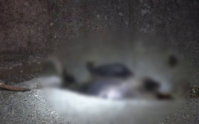 Un nou urs a fost lovit de o mașină în Mureș