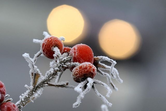 Na Vánoce se teploty udrží nad nulou, mrznout bude převážně v noci
