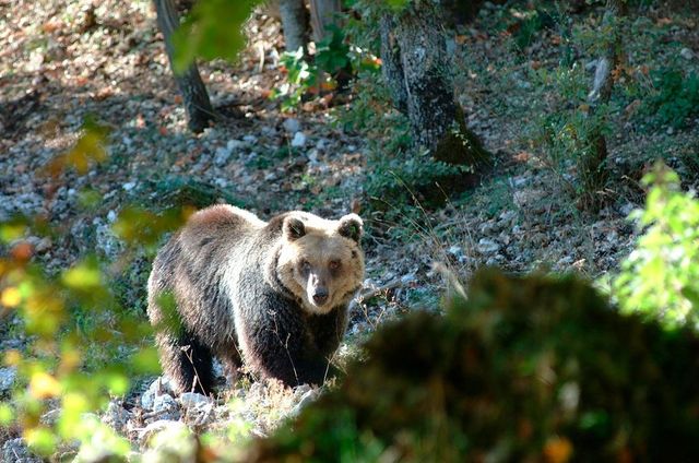 Trentino: trovata morta orsa F36
