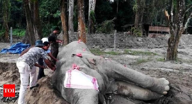 Why the Assam Elephant That Died Today Was Named Bin Laden