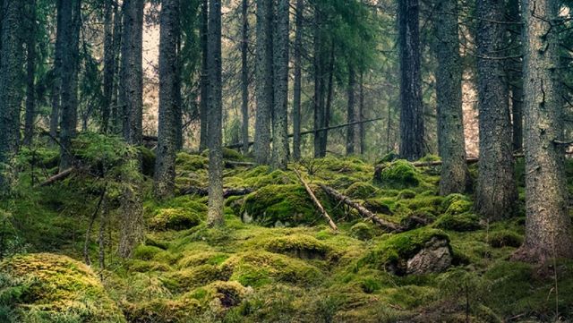 În ultimele două decenii, planeta a pierdut aproape 100 de milioane de hectare de pădure