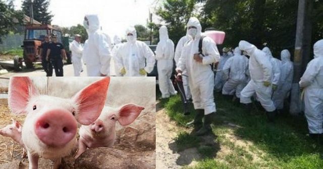 Suspiciune de pestă porcină africană, la marginea orașului Constanța